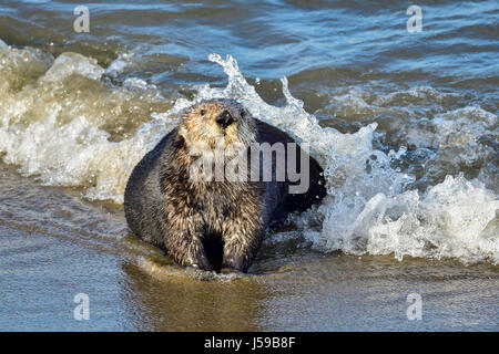 La loutre de mer de Californie Banque D'Images