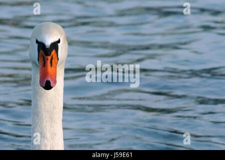 Blue,animal,portrait,arc,swan,bec,arcs, orange, bec,weiss Banque D'Images