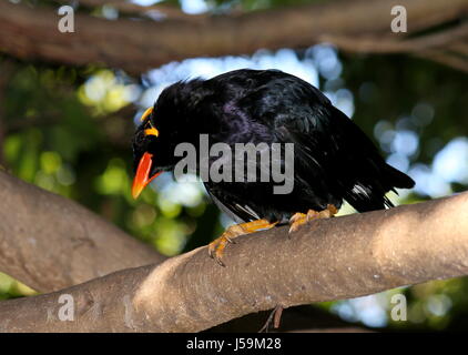 Commune d'Asie Hill Myna (Gracula religiosa). Allant de l'Inde et le Népal à l'Asie du Sud-Est, l'Indonésie et les Philippines. Banque D'Images