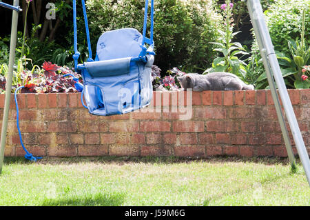 Cat en se relaxant dans le jardin sur un après-midi ensoleillé Banque D'Images