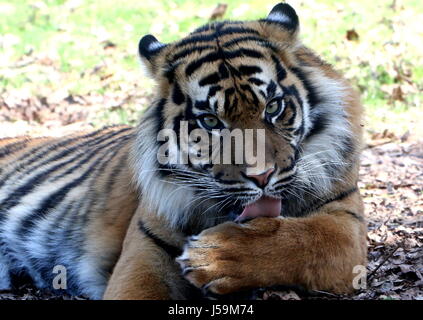 Femme Tigre de Sumatra (Panthera tigris sumatrae) lécher la patte. Banque D'Images