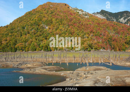 Couleurs d'automne sur les collines entourant Laguna Verde, dans le Parc National Conguillio dans Araucania, sud du Chili. Banque D'Images