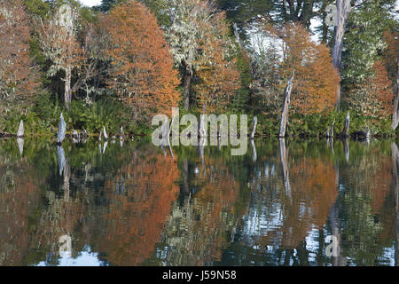 Arbres en automne feuillage reflètent dans les eaux calmes de Laguna Captren dans le Parc National Conguillio dans Araucania, sud du Chili. Banque D'Images