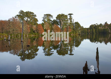 Dans le Parc National Conguillio Araucania, sud du Chili. Arbres en automne feuillage reflètent dans les eaux calmes de Laguna Captren. Banque D'Images