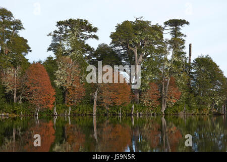 Arbres en automne feuillage reflètent dans les eaux calmes de Laguna Captren dans le Parc National Conguillio dans Araucania, sud du Chili. Banque D'Images