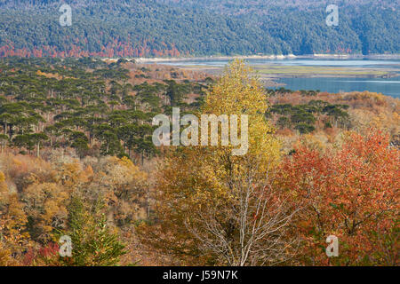 Le Parc National Conguillio, dans le sud du Chili. Lac de Lago Conguillio entouré par les arbres d'automne. Banque D'Images