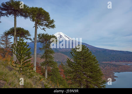 Le pic enneigé du volcan Llaima (3125 mètres) dans le Parc National Conguillio, dans le sud du Chili. Arbres d'Araucania (Araucaria araucana) en premier plan Banque D'Images