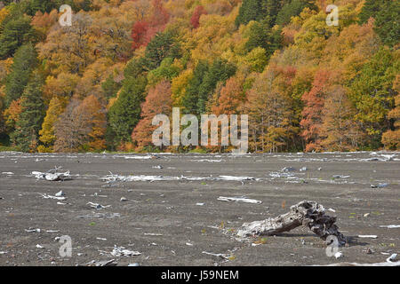 Le Parc National Conguillio, dans le sud du Chili. Lac de Lago Conguillio entouré par les arbres d'automne. Banque D'Images