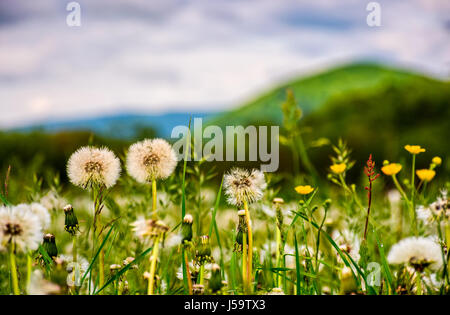 Champ de pissenlit en vallée rurale. paysage de campagne dans les montagnes au lever du soleil. belle météo printanière Banque D'Images