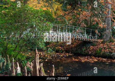 La France, l'Allier (03), Villeneuve-sur-Allier, l'Arboretum de Balaine en automne, passerelle et racines aériennes de cyprès chauve (Taxodium distichum) // Banque D'Images