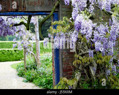 Glycine Banque D'Images