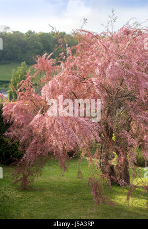 Un tamarinier arbre dans un jardin UK Banque D'Images