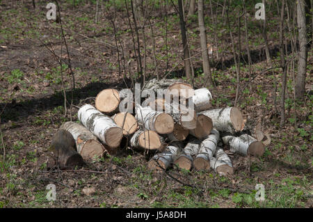 Pile de bois dans une forêt close up shot Banque D'Images