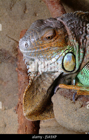 Danger bleu désert désert vert reptile animal animaux sauvages saurien lézard froid Banque D'Images