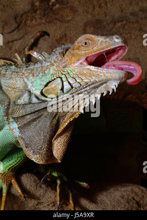 Danger bleu désert désert vert reptile animal animaux sauvages saurien lézard froid Banque D'Images