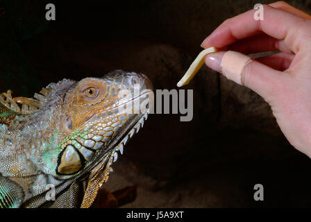 Danger bleu désert désert vert reptile animal animaux sauvages saurien lézard froid Banque D'Images