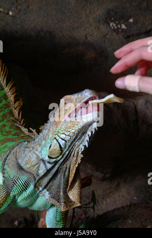 Danger bleu désert désert vert reptile animal animaux sauvages saurien lézard froid Banque D'Images