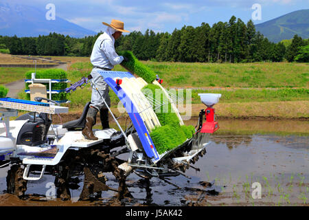 Chargement d'un agriculteur sur des plants de riz dans la repiqueuse Oyama-cho Japon Shizuoka Banque D'Images