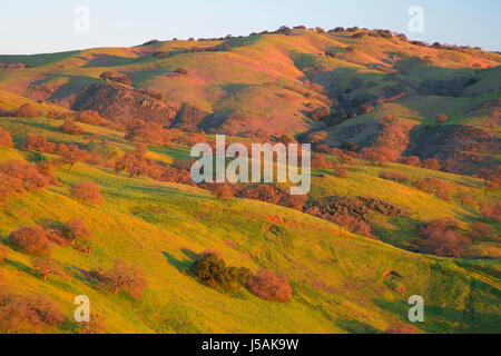 Forêt de chênes, San Luis de l'état du réservoir de faune, en Californie Banque D'Images