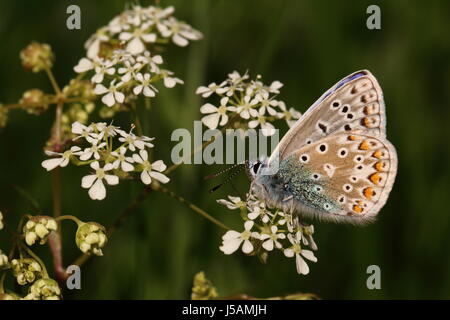 Papillon Bleu commun mâle (nectar sur cow parsley) Banque D'Images
