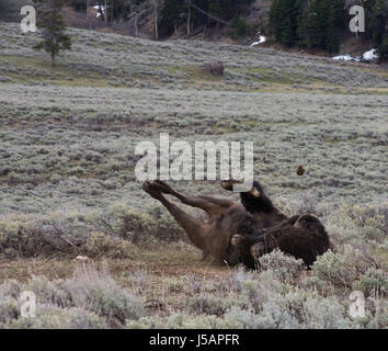 Rouler dans la saleté avec Buffalo et les jambes en touffes de boue dans l'air de la vallée Lamar, le Parc National de Yellowstone. Le bison est versant son versant son manteau d'hiver. Banque D'Images