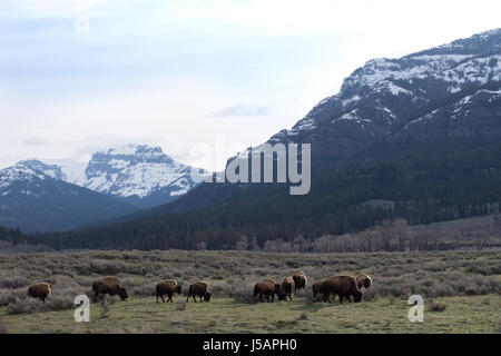 Troupeau de bisons des prairies sur une robuste avec une montagne en arrière-plan. Photographié dans la région de Lamar Valley naturelles, le Parc National de Yellowstone. Banque D'Images