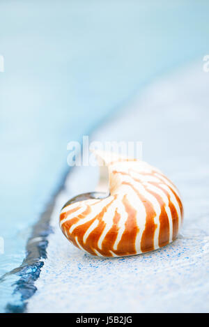 Shell Nautilus resort au bord de la piscine peu profonde, 6 Banque D'Images