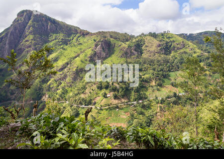 Sur la montagne près de Ella, Sri Lanka Banque D'Images