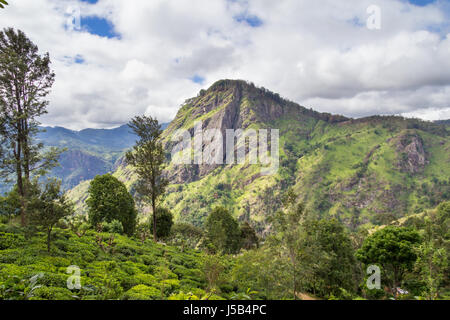 Sur la montagne près de Ella, Sri Lanka Banque D'Images