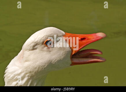 Orange bleu macro macro close-up admission vue en gros animaux oiseaux dents Banque D'Images