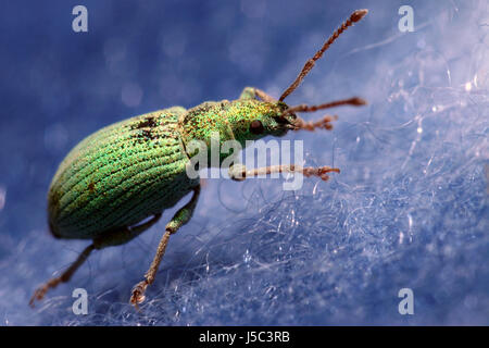 Macro close-up jambes admission macro vue en gros yeux d'insectes rampants scrabble Banque D'Images