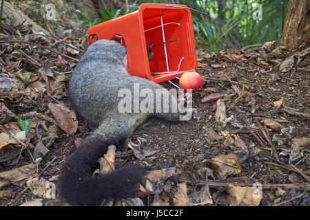 La conservation en Nouvelle Zélande - dead brushtail possum dans un buisson piège contre les ravageurs avec appâts apple Banque D'Images