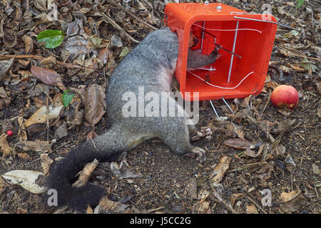 Possum brushtail morte dans un piège de la lutte antiparasitaire bush avec appâts apple - travail de conservation en Nouvelle Zélande Banque D'Images