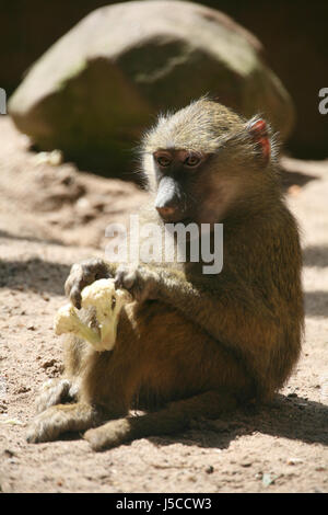 Animaux Animaux singe vert babouin cub jeune bébé enfant animal animaux Banque D'Images