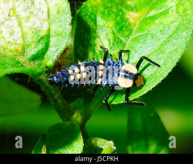 Larve de coccinelle Ladybird ou sur feuilles, New South Wales, NSW, Australie Banque D'Images