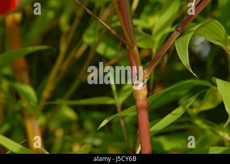 Vert feuille feuilles lames bambou Asie Japon Taïwan frondage grove woody Banque D'Images