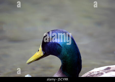 Chef de l'homme mallard (Anas platyrhynchos) close up Banque D'Images