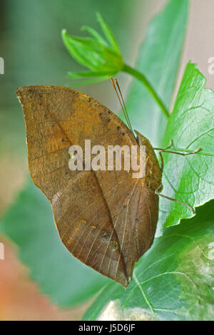 Camouflage pour camoufler les papillons papillon kallima inachus adaptation Banque D'Images