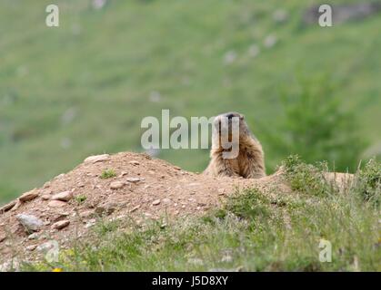 Montagne alpes grotte timide de la peau chez les rongeurs valley mountain meadow tyrol balle bol Banque D'Images