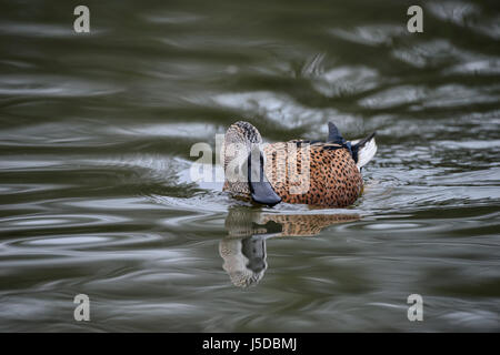 Portrait d'oiseau rouge canard Canard souchet Anas Platalea sur l'eau au printemps Banque D'Images