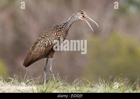 - Aramus guarauna Limpkin Banque D'Images