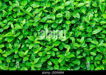 Feuillage vert, fond texture feuille, bush, lumineux de couleurs vives, toile transparente modèle, été, printemps, closeup Banque D'Images