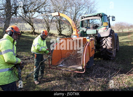 Le déchiquetage des ouvriers des arbres qui sont tombés dans les champs en raison de tempêtes dans le pays de Galles, Royaume-Uni. Banque D'Images