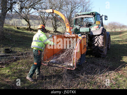 Le déchiquetage des ouvriers des arbres qui sont tombés dans les champs en raison de tempêtes dans le pays de Galles, Royaume-Uni. Banque D'Images