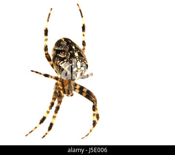 Macro close-up jambes admission macro vue en gros insectes roue jardin en option Banque D'Images