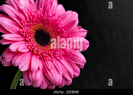 Gerbera rose flower macro-vision avec gouttes d'eau sur fond sombre Banque D'Images