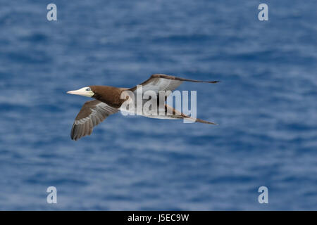 Fou brun (Sula leucogaster) adulte volant au-dessus de l'océan, Rio de Janeiro, Brésil Banque D'Images