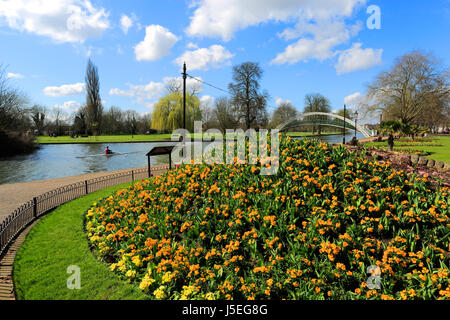 Fleurs de Printemps, Great Ouse River Embankment Bedford, dans la nuit ; la ville du comté de Bedfordshire, Angleterre, RU Banque D'Images