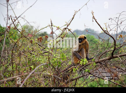 Gray langur monkey indiens assis sur un arbre de fruits sauvages dans la forêt à Goa, Inde. Aussi connu comme langur hanuman et .Famille, Animaux Singe Semnopithèque. Banque D'Images