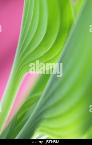 Hosta, Studio close up of green leaf pattern montrant. Banque D'Images